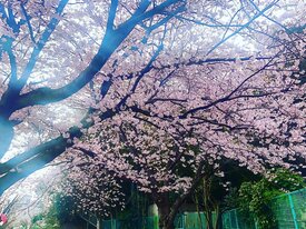 浦賀二葉の桜.jpg